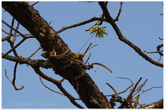 Bulbophyllum fimbriatum